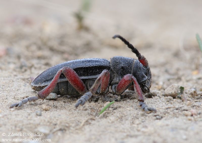 kozlíček písečný, Dorcadion pedestre (Poda, 1761), Cerambycidae (Brouci, Coleoptera)